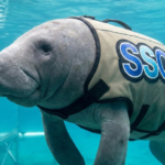 Manatee sso