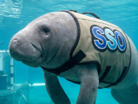 Manatee sso