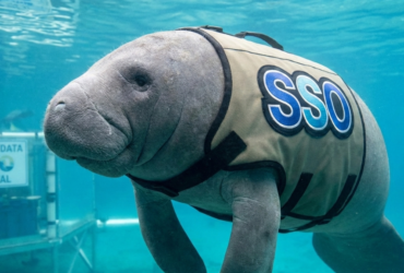 Manatee sso
