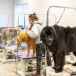 Designer Paws Salon