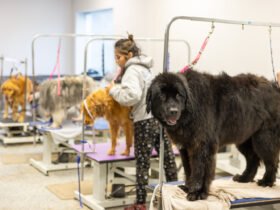 Designer Paws Salon