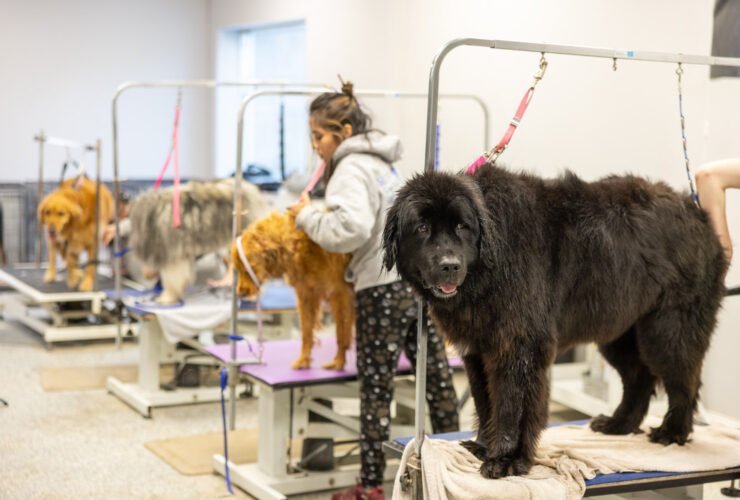 Designer Paws Salon