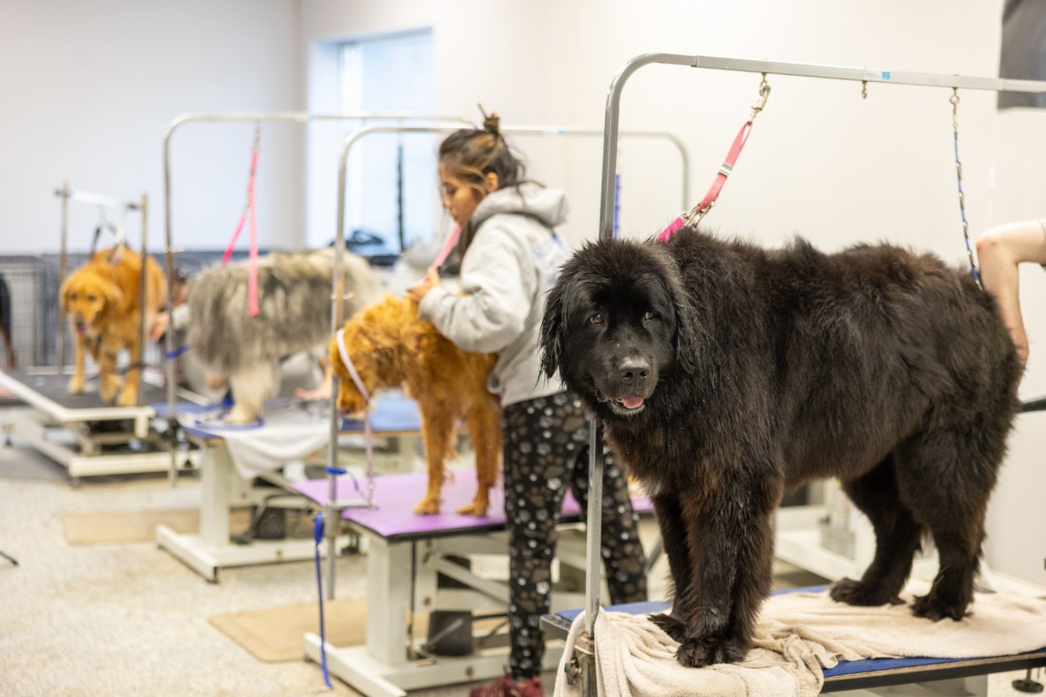 Designer Paws Salon